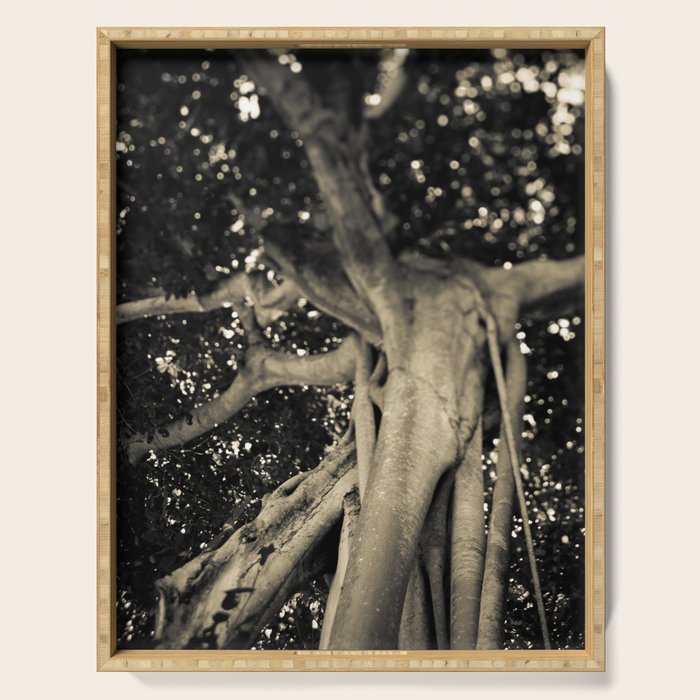 Banyan Tree II - Black and White Serving Tray Gallery Image 1