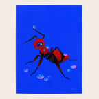 Red velvet ant Poster Gallery Image 4