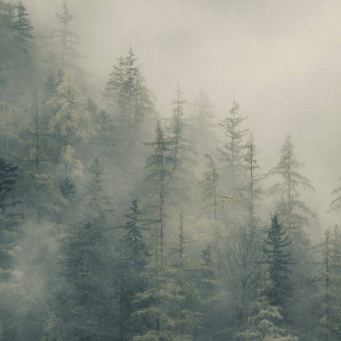 Misty Pine Forest 2 Coffee Mug Gallery Image 2