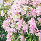 Uptown Azaleas x New Orleans Photography Coffee Mug Gallery Image 2