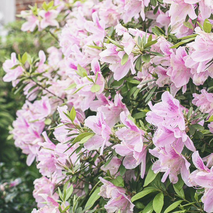 Uptown Azaleas x New Orleans Photography Coffee Mug Gallery Image 2