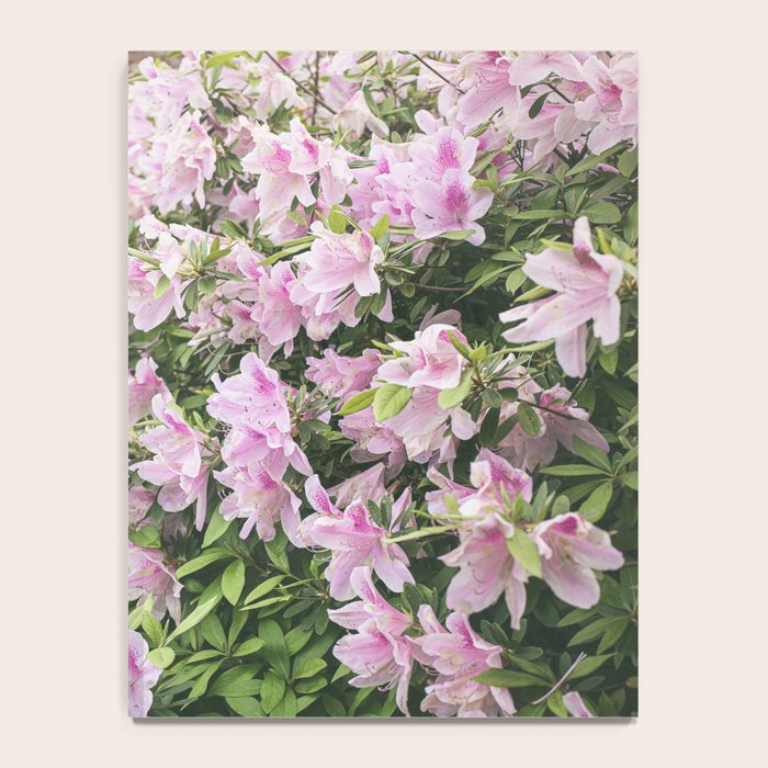Uptown Azaleas x New Orleans Photography Notebook Gallery Image 4