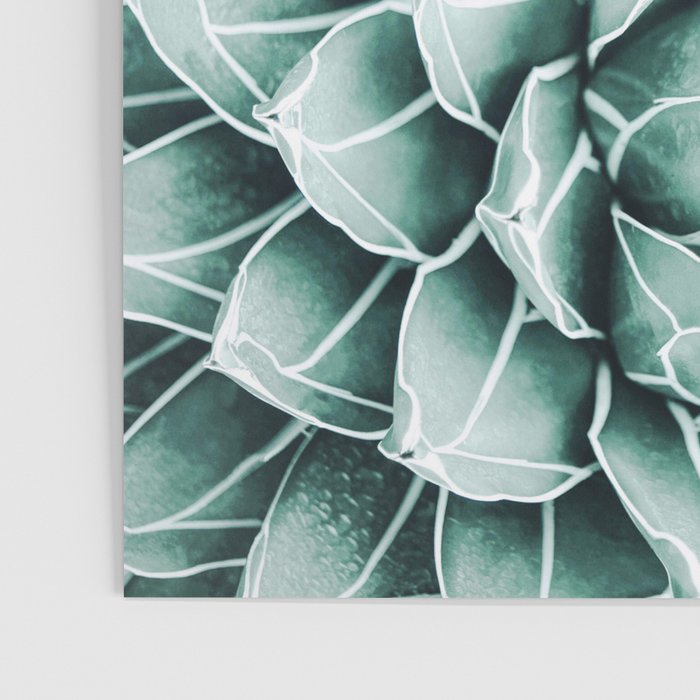 Succulent splendour - blush Poster Gallery Image 3
