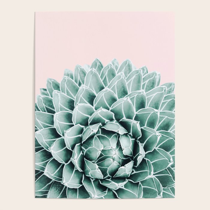 Succulent splendour - blush Poster Gallery Image 4