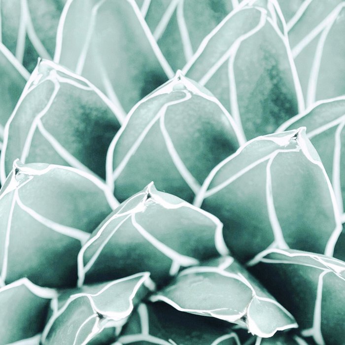 Succulent splendour - blush Coffee Mug Gallery Image 2