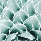 Succulent splendour - blush Coffee Mug Gallery Image 2
