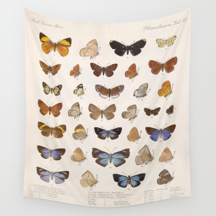 Vintage Scientific Insect Butterfly Moth Biological Hand Drawn Species Art Illustration Wall Tapestry Gallery Image 4
