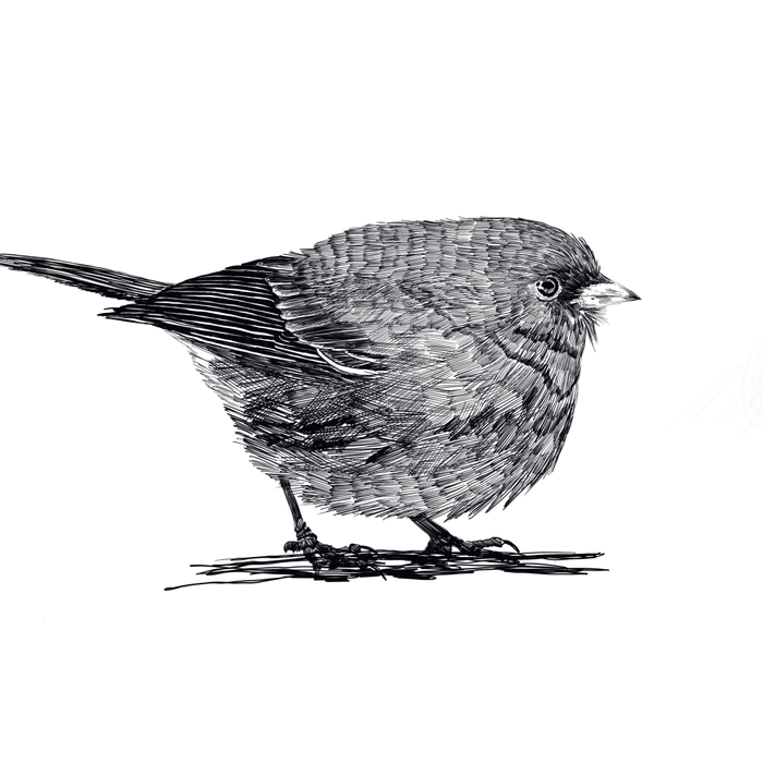 Vintage bird illustration  Coffee Mug Gallery Image 2