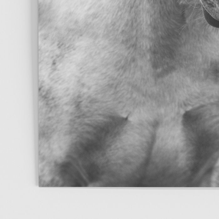 Black and White Horses Poster Gallery Image 3
