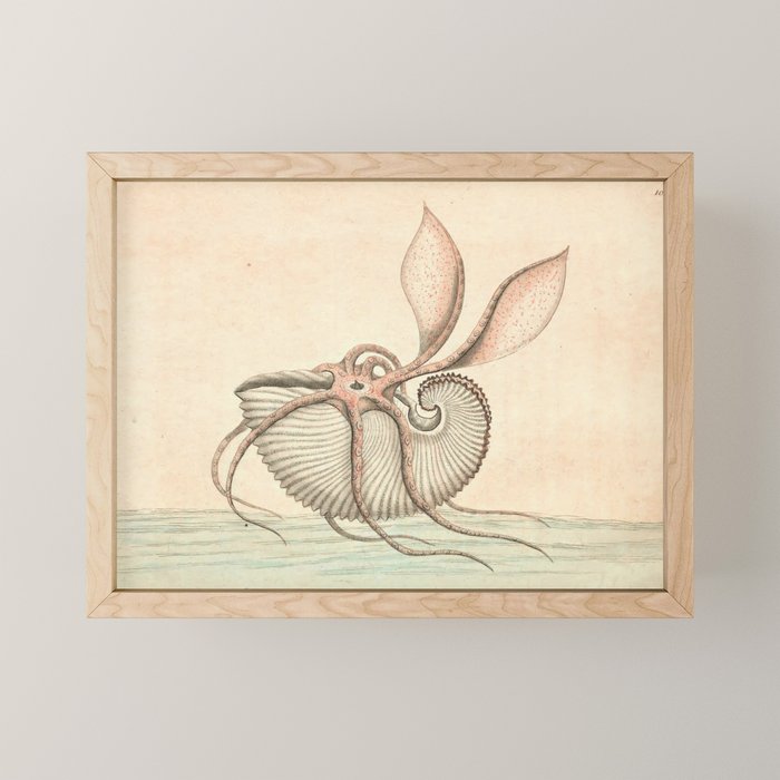 Argonauta Argo octopus (paper nautilus) by Frederick Nodder, 1793 Mini Art Print Gallery Image 1