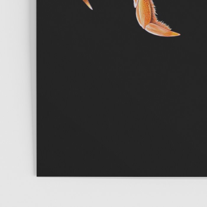 Dungeness crab Poster Gallery Image 3