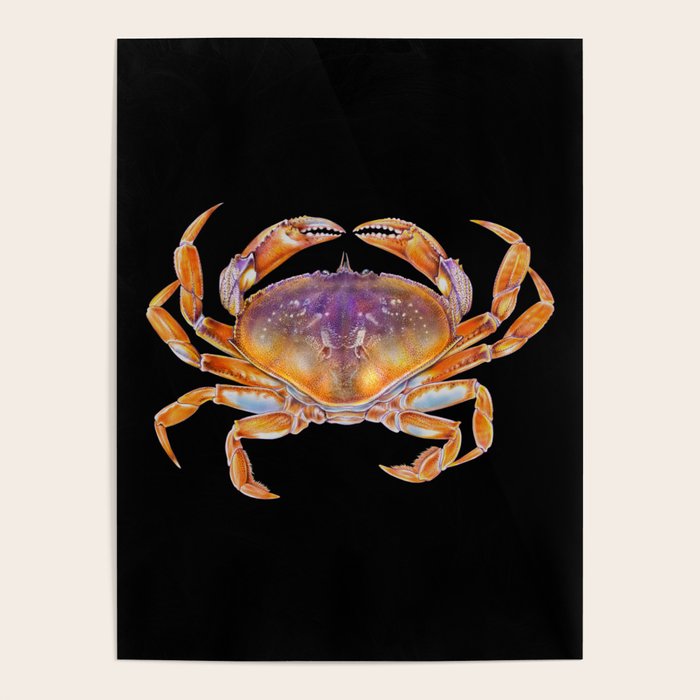 Dungeness crab Poster Gallery Image 1