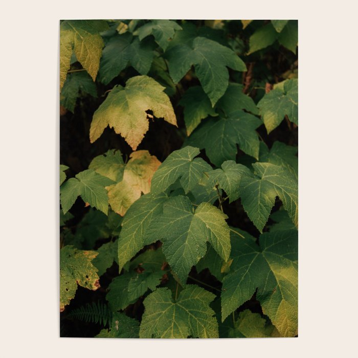 Early Foliage Poster Gallery Image 4