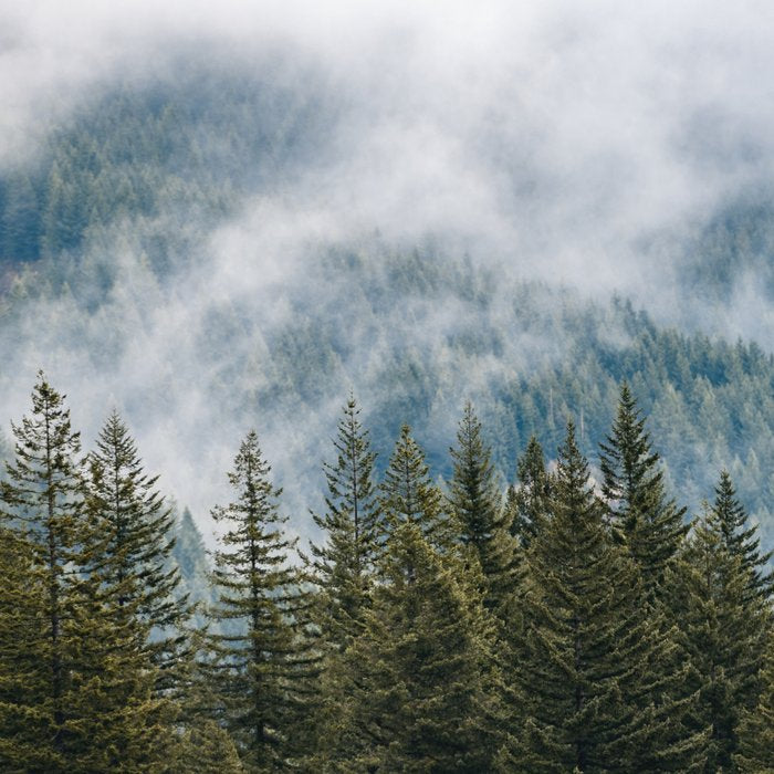 PNW Forest Adventure - Nature Photography Coffee Mug Gallery Image 2