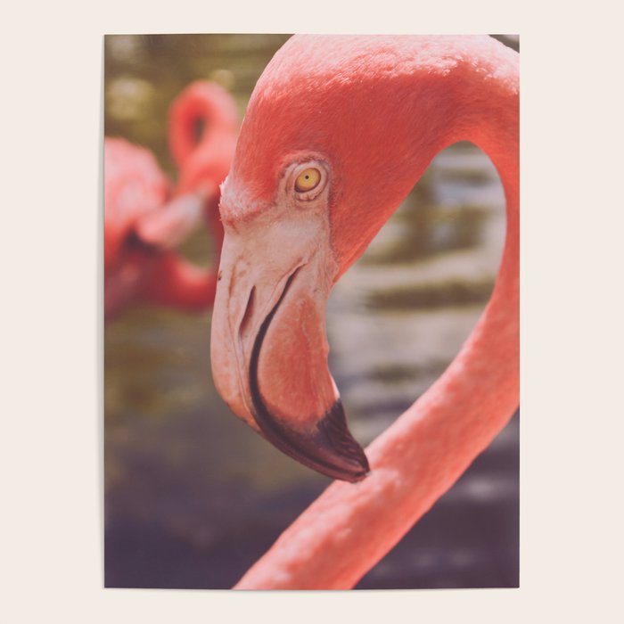 Pink Flamingo II Poster Gallery Image 1