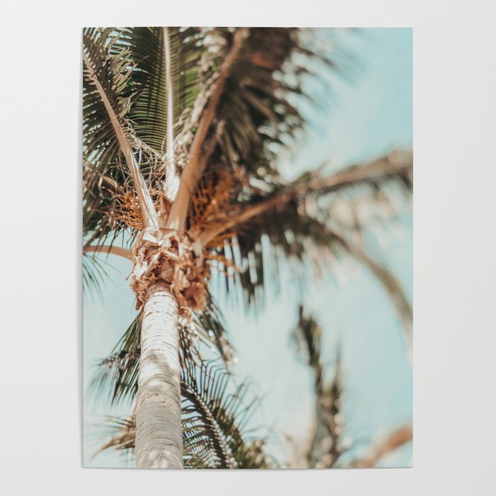 Coastal Palm Trees Poster Gallery Image 4