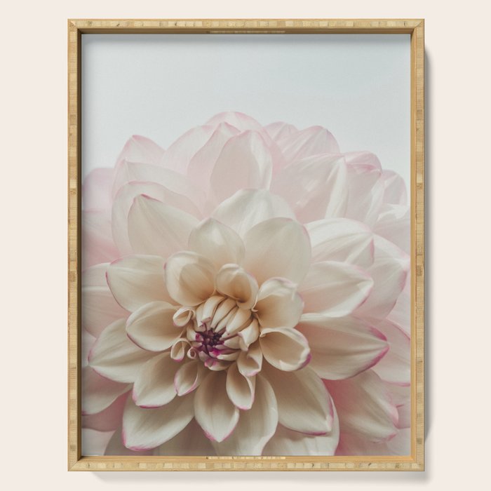 Intrepid x white dahlia flower photograph Serving Tray Gallery Image 1