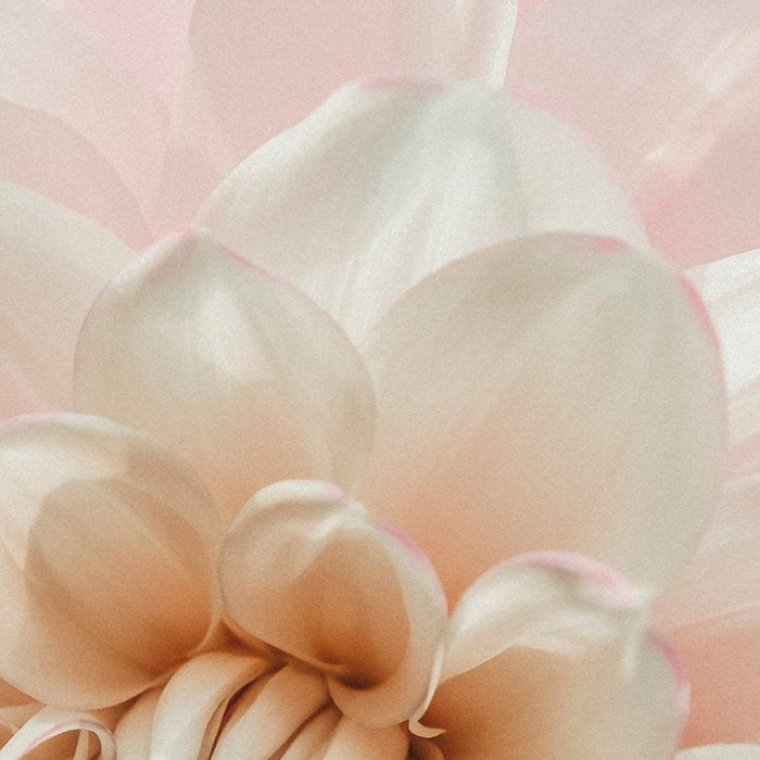 Intrepid x white dahlia flower photograph Coffee Mug Gallery Image 2