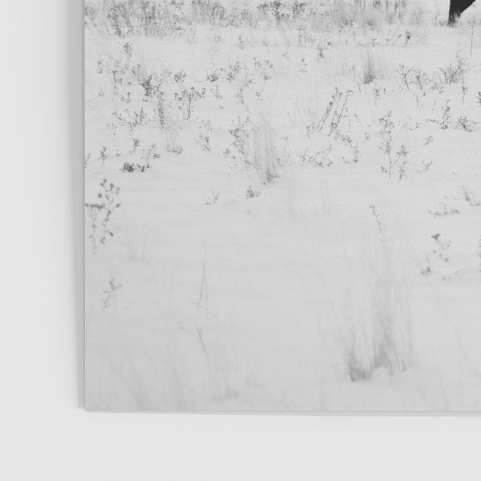 Black and White Bison Poster Gallery Image 3