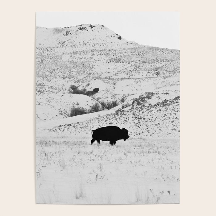 Black and White Bison Poster Gallery Image 1