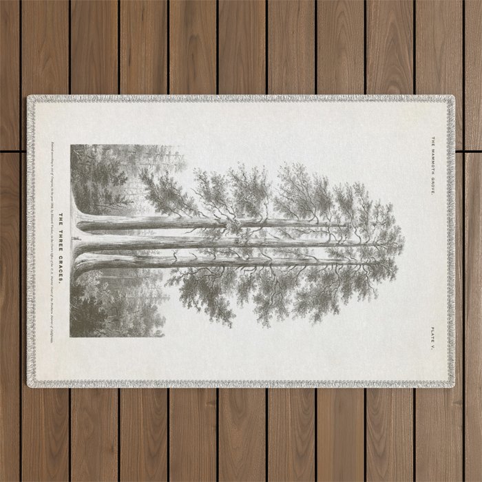 Sequoia Tree Illustration - The Three Graces at Mariposa Grove in Yosemite National Park Outdoor Rug Gallery Image 1