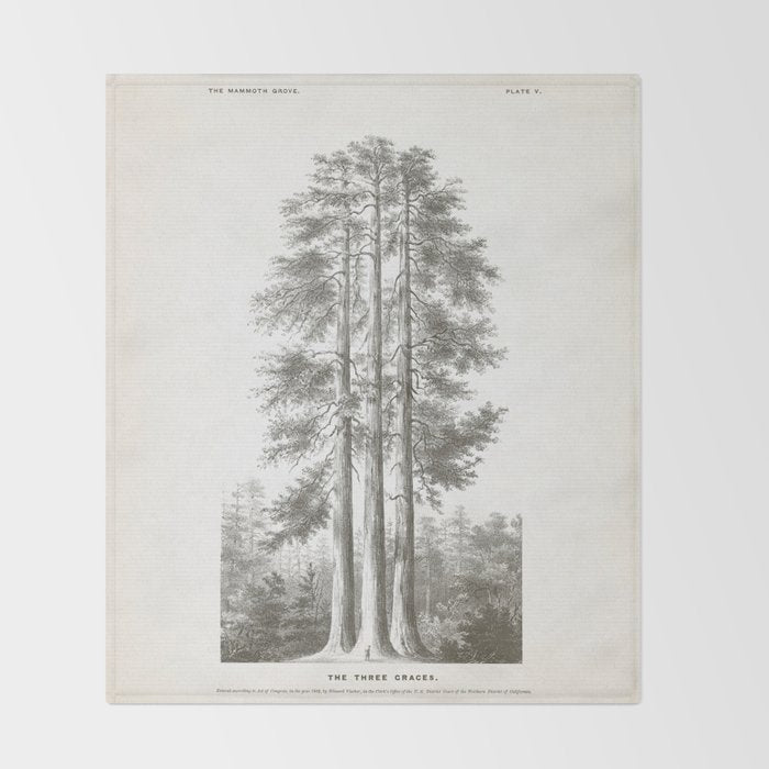 Sequoia Tree Illustration - The Three Graces at Mariposa Grove in Yosemite National Park Throw Blanket Gallery Image 2