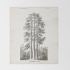 Sequoia Tree Illustration - The Three Graces at Mariposa Grove in Yosemite National Park Throw Blanket Gallery Image 2