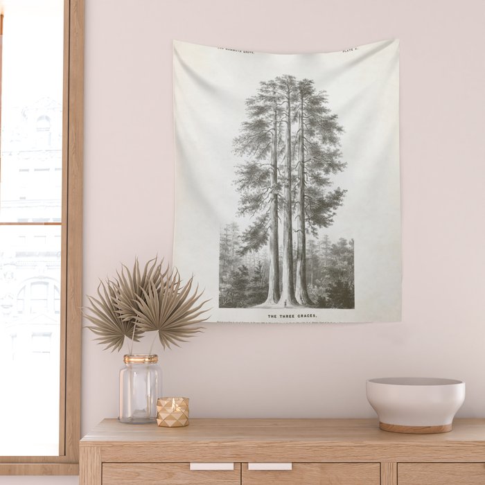 Sequoia Tree Illustration - The Three Graces at Mariposa Grove in Yosemite National Park Wall Tapestry Gallery Image 2
