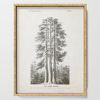 Sequoia Tree Illustration - The Three Graces at Mariposa Grove in Yosemite National Park Serving Tray Gallery Image 1