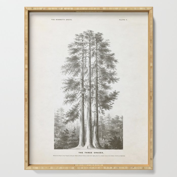 Sequoia Tree Illustration - The Three Graces at Mariposa Grove in Yosemite National Park Serving Tray Gallery Image 1