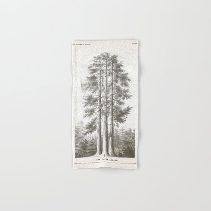 Sequoia Tree Illustration - The Three Graces at Mariposa Grove in Yosemite National Park Bath Towel Gallery Image 1