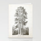 Sequoia Tree Illustration - The Three Graces at Mariposa Grove in Yosemite National Park Stationery Card Gallery Image 2