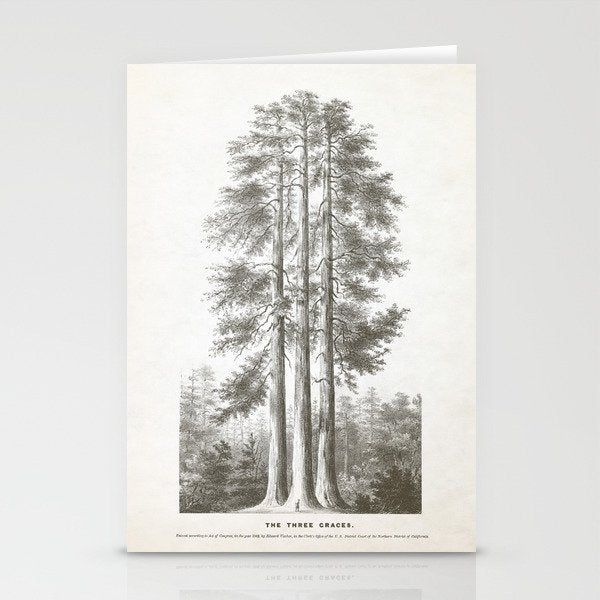 Sequoia Tree Illustration - The Three Graces at Mariposa Grove in Yosemite National Park Stationery Card Gallery Image 2
