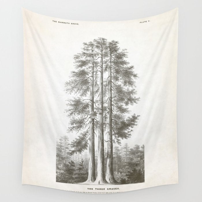 Sequoia Tree Illustration - The Three Graces at Mariposa Grove in Yosemite National Park Wall Tapestry Gallery Image 4
