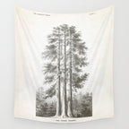 Sequoia Tree Illustration - The Three Graces at Mariposa Grove in Yosemite National Park Wall Tapestry Gallery Image 4
