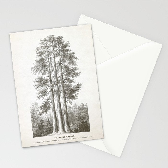 Sequoia Tree Illustration - The Three Graces at Mariposa Grove in Yosemite National Park Stationery Card Gallery Image 2