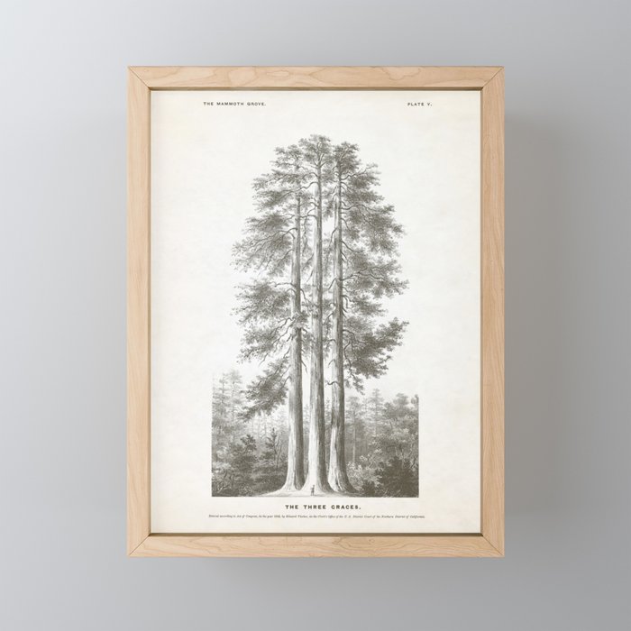 Sequoia Tree Illustration - The Three Graces at Mariposa Grove in Yosemite National Park Mini Art Print Gallery Image 1