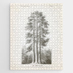 Sequoia Tree Illustration - The Three Graces at Mariposa Grove in Yosemite National Park Jigsaw Puzzle Gallery Image 1