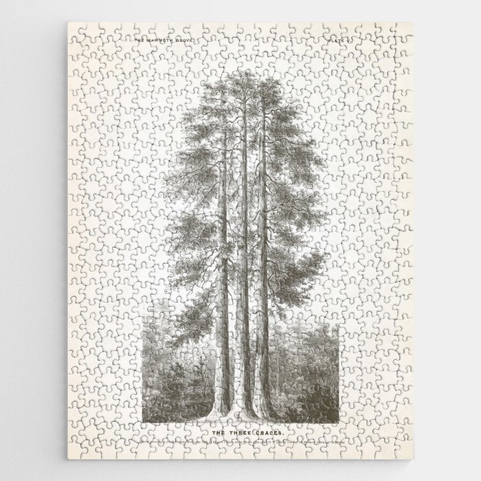 Sequoia Tree Illustration - The Three Graces at Mariposa Grove in Yosemite National Park Jigsaw Puzzle Gallery Image 1