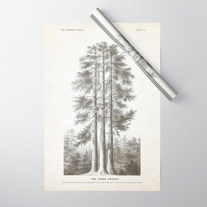 Sequoia Tree Illustration - The Three Graces at Mariposa Grove in Yosemite National Park Wrapping Paper Gallery Image 1