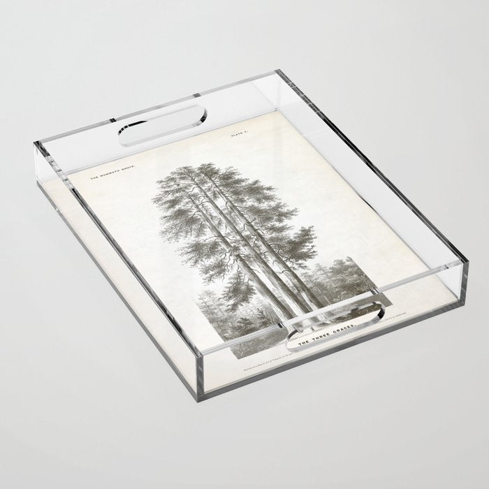 Sequoia Tree Illustration - The Three Graces at Mariposa Grove in Yosemite National Park Acrylic Tray Gallery Image 1