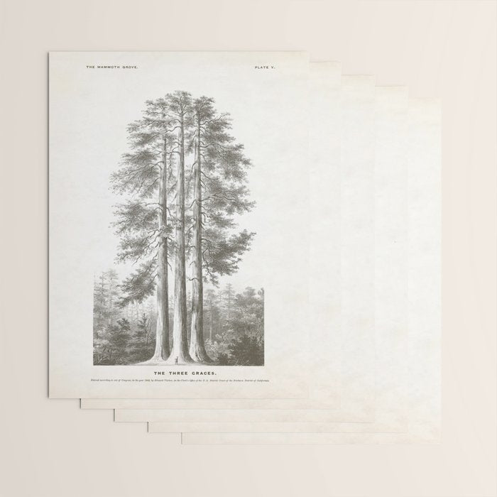 Sequoia Tree Illustration - The Three Graces at Mariposa Grove in Yosemite National Park Wrapping Paper Gallery Image 3