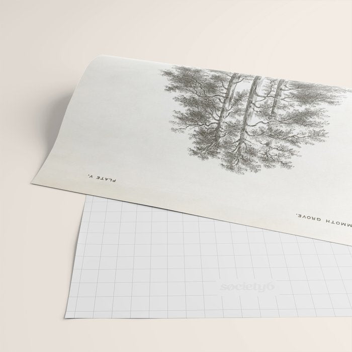 Sequoia Tree Illustration - The Three Graces at Mariposa Grove in Yosemite National Park Wrapping Paper Gallery Image 2