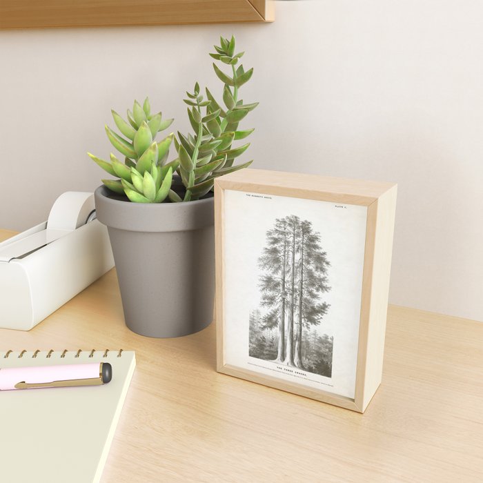 Sequoia Tree Illustration - The Three Graces at Mariposa Grove in Yosemite National Park Mini Art Print Gallery Image 2