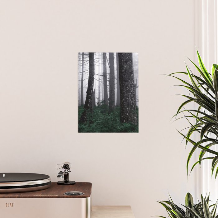 Forest Fog Fun Adventure Poster Gallery Image 2