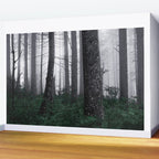 Forest Fog Fun Adventure Wall Mural Gallery Image 2