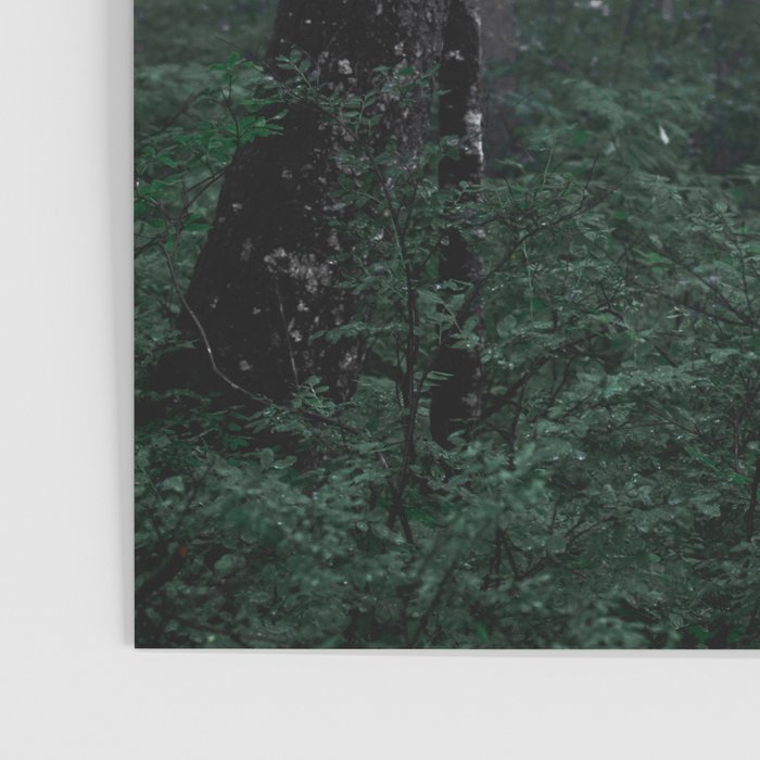 Forest Fog Fun Adventure Poster Gallery Image 3