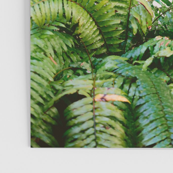 Santo Domingo window | Minimalistic botanical travel photography print | Dominican Republic wall art Poster Gallery Image 3