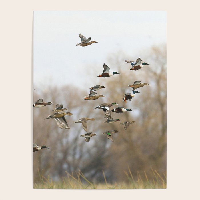 Ducks in Autumn Flight Poster Gallery Image 4