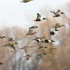 Ducks in Autumn Flight Coffee Mug Gallery Image 2